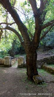 stello marchesa di Cassibile-10-02-2015 19-56-35